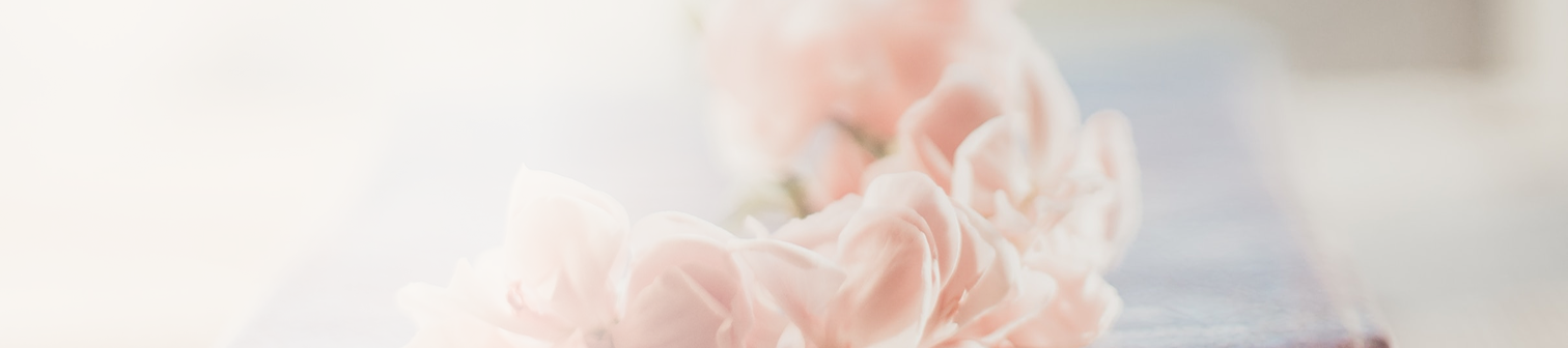 Närbild av mjukt rosa blommor med suddig bakgrund.