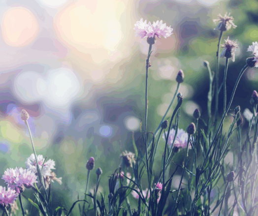 Vildblommor svajar i vinden mot en suddig bakgrund av solljus.