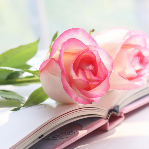 Two pink roses rest on an open book with a soft-focus background.